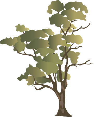 River Red Gum (Eucalyptus Camaldulensis)