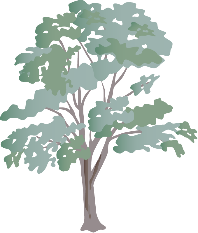 Eucalypt (Eucalyptus)