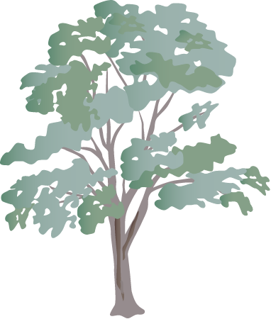 Eucalypt (Eucalyptus)
