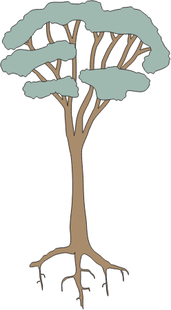 Eucalypt (Eucalyptus)