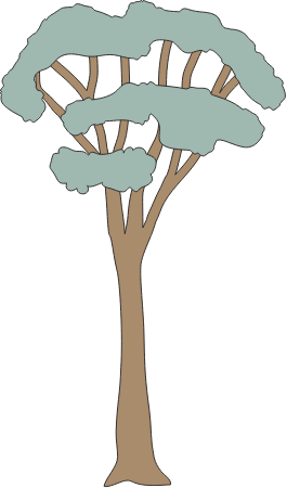 Eucalypt (Eucalyptus)