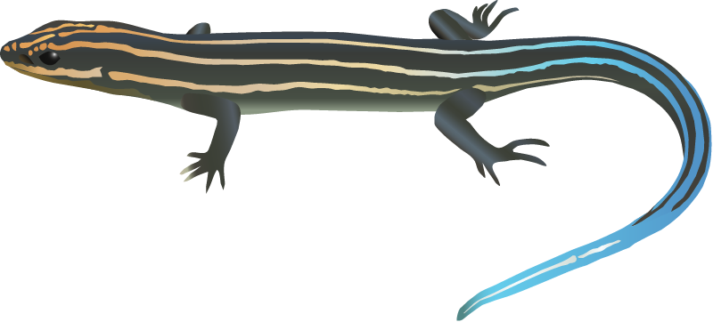 American Five Lined Skink (Eumeces Fasciatus)