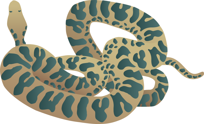 Green Anaconda (Eunectes Murinus)
