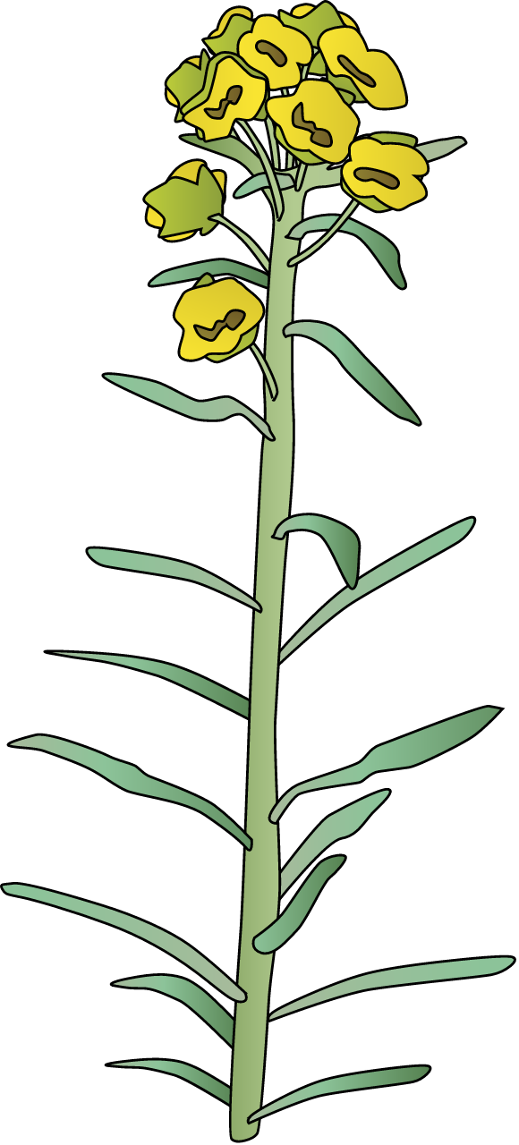 Leafy Spurge (Euphorbia Esula)