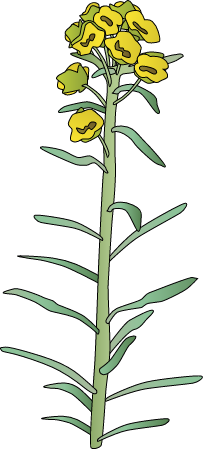 Leafy Spurge (Euphorbia Esula)