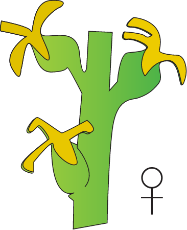 Female Flower (Excoecaria Agallocha)