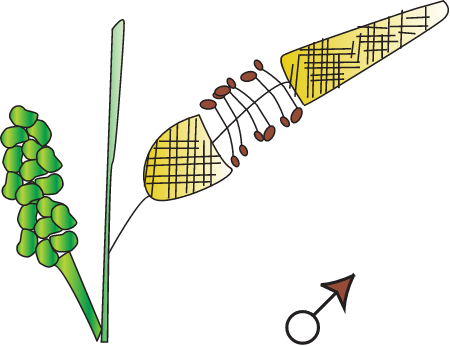 Male Flower (Excoecaria Agallocha)