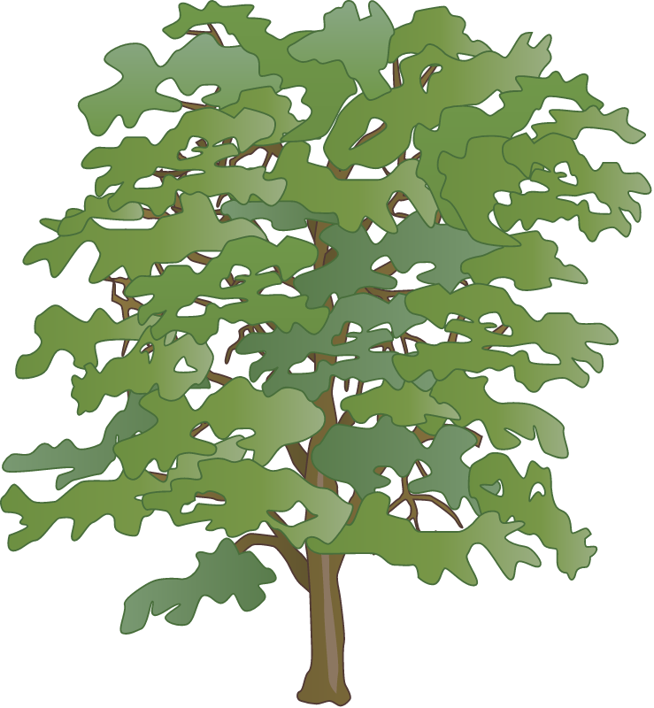 American Beech (Fagus Grandifolia)