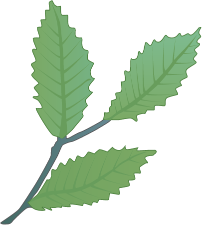 American Beech Leaves (Fagus Grandifolia)