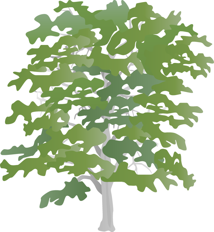 American Beech with Gray Bark (Fagus Grandifolia)