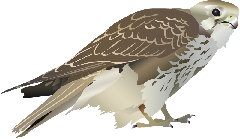 Prairie Falcon (Falco Mexicanus)