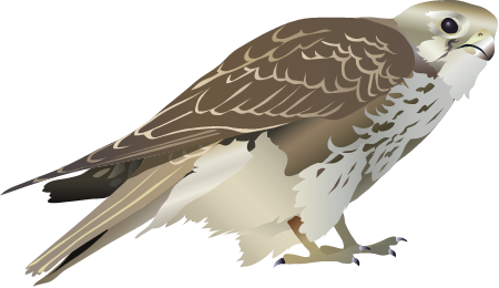 Prairie Falcon (Falco Mexicanus)