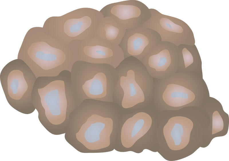 Brain Coral (Faviidae)