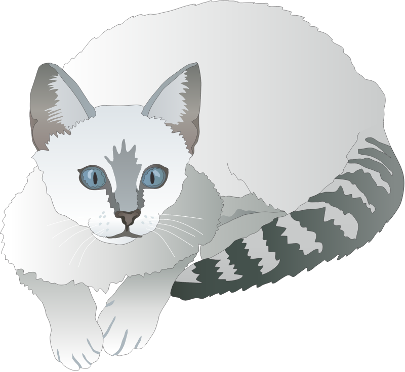 Cat Domestic (Felis Catus)