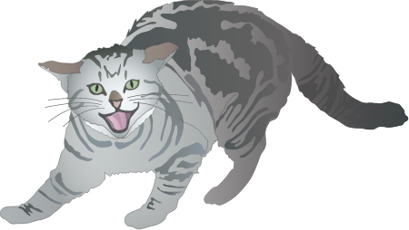 Cat Feral (Felis Catus)