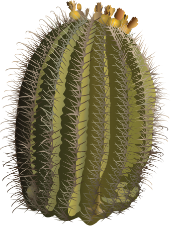 Fishhook Barrel Cactus (Ferocactus Wislizeni)