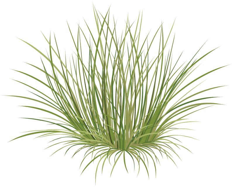 Fescue (Festuca)