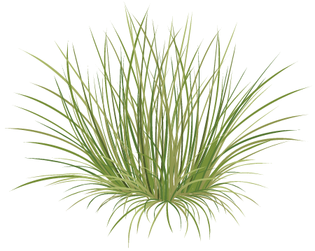 Fescue (Festuca)