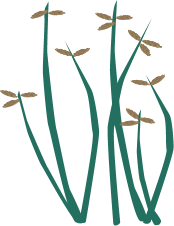 Tall Fringe Rush (Fimbristylis Dichotoma)