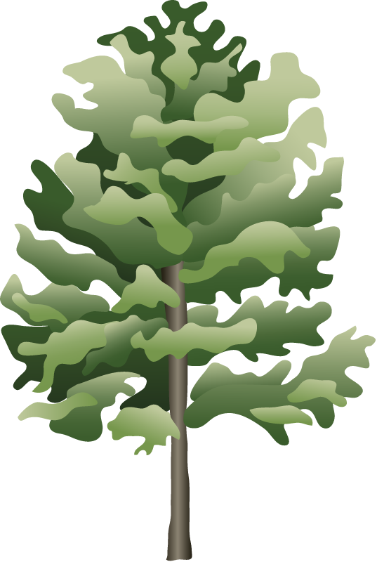 White Ash (Fraxinus Americana)