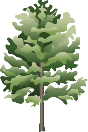 White Ash (Fraxinus Americana)