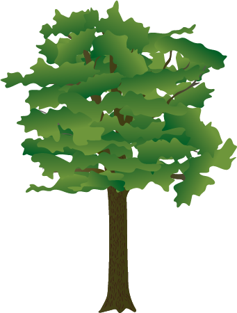 Pumpkin Ash (Fraxinus Profunda)