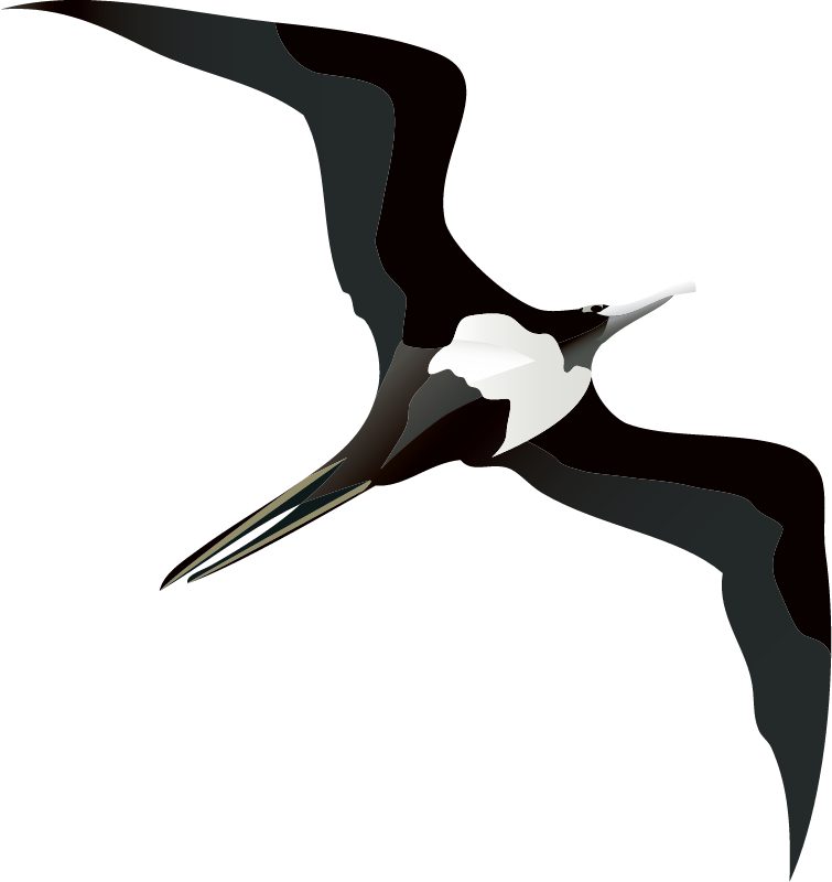 Great Frigatebird (Fregata Minor)