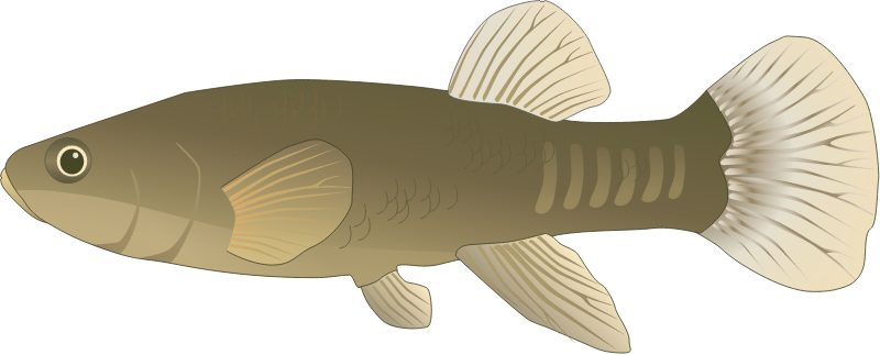 Mummichog Female (Fundulus Heteroclitus)