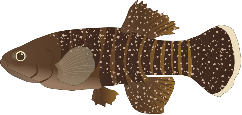 Mummichog Male (Fundulus Heteroclitus)