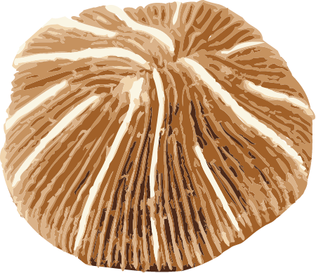 Mushroom Coral (Fungiidae)