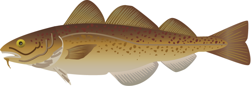Atlantic Cod (Gadus Morhua)