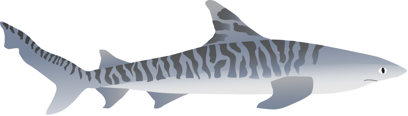 Tiger Shark (Galeocerdo Cuvier)