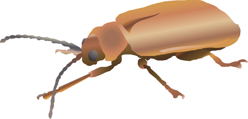 Golden Loosestrife Beetle (Galerucella Pusilla)