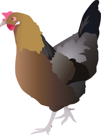 Chicken (Gallus Gallus Domesticus)