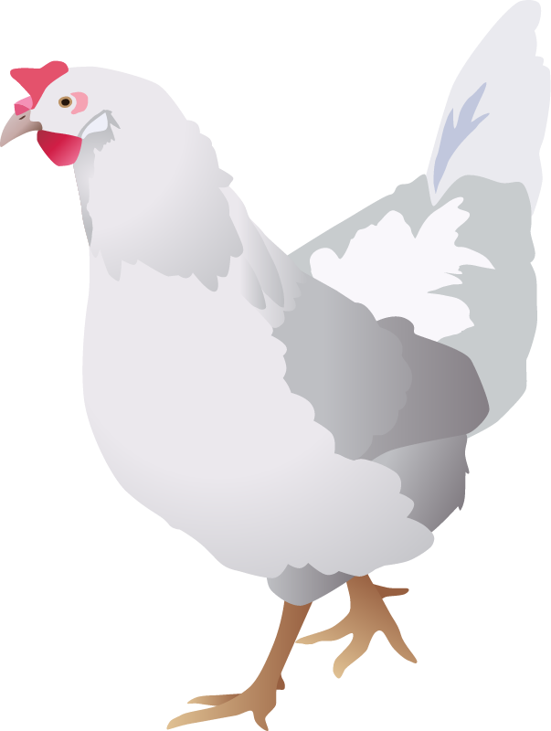 Chicken (Gallus Gallus Domesticus)