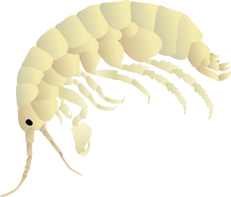 Amphipod (Gammarus)