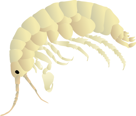 Amphipod (Gammarus)