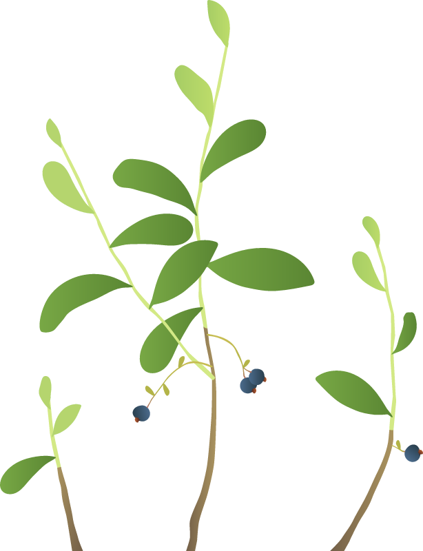 Dangleberry (Gaylussacia Frondosa)