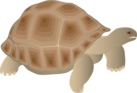 Galapagos Giant Tortoise (Geochelone Nigra)