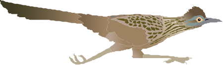 Greater Roadrunner (Geococcyx Californianus)