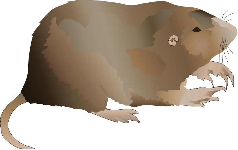 Plains Pocket Gopher (Geomys Bursarius)