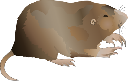 Plains Pocket Gopher (Geomys Bursarius)
