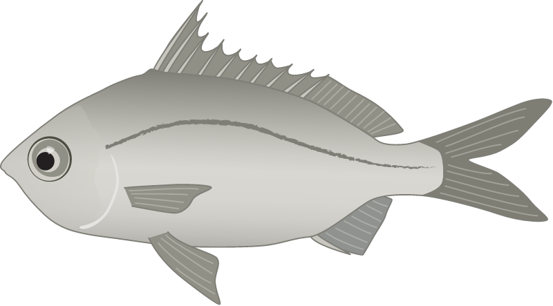 Silver Biddy (Gerres Subfasciatus)