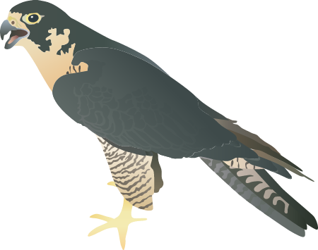Peregrine Falcon (Falco Peregrinus)