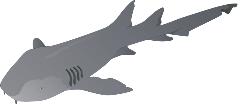 Nurse Shark (Ginglymostoma Cirratum)