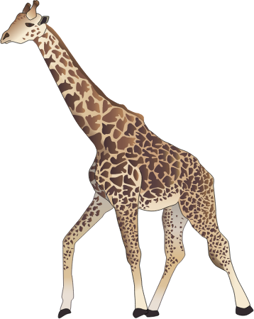 Giraffe (Giraffa Camelopardalis)