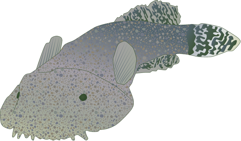Skilletfish (Gobiesox Strumosus)