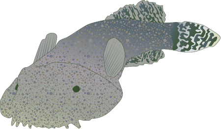 Skilletfish (Gobiesox Strumosus)