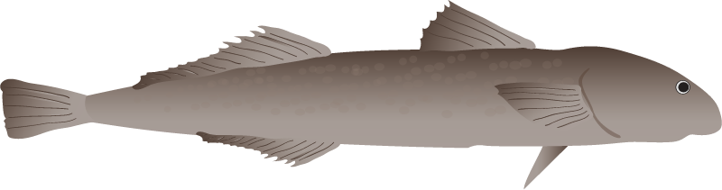 Big Mouth Sleeper (Gobiomorus Dormitor)