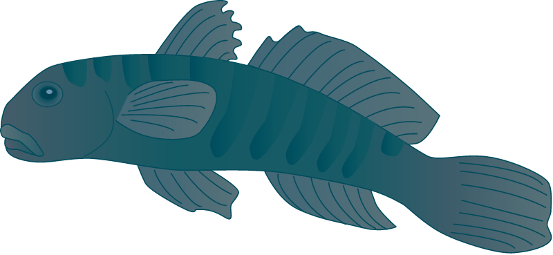 Naked Goby (Gobiosoma Bosc)